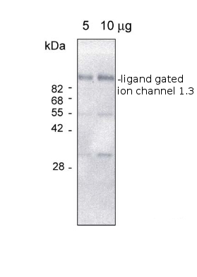 western blot detection using anti-ligand-gated ion channel antibodies